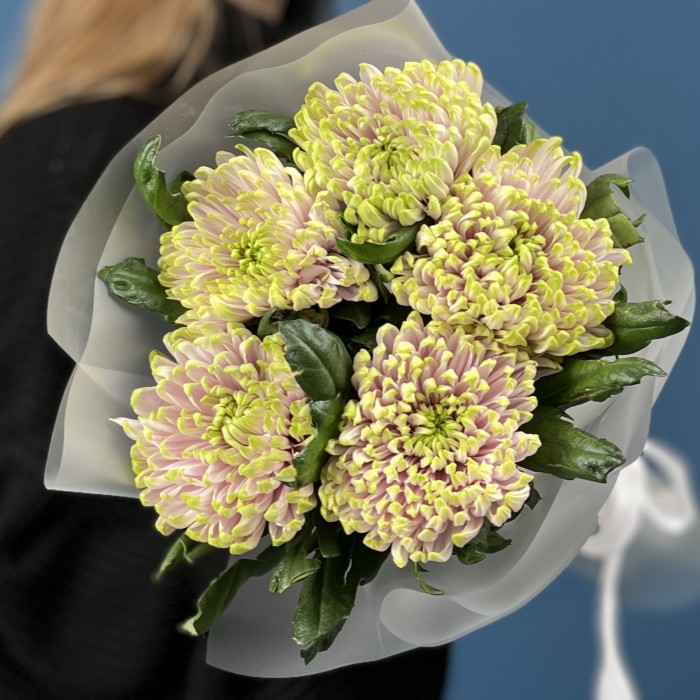 5 сиренево-зеленых хризантем Зембла
