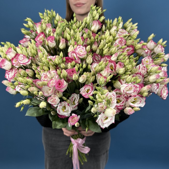 51 пышная бело-розовая эустома