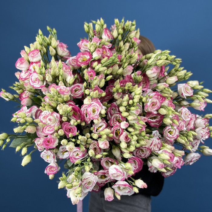 51 пышная бело-розовая эустома