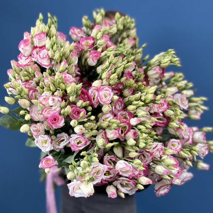 51 пышная бело-розовая эустома