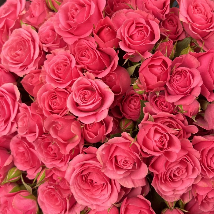 Кустовая Роза Эйлин 40 см