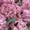 15 розовых гортензий в корзине
