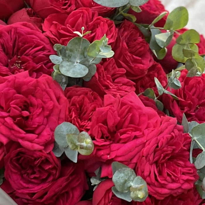 15 красных кустовых пионовидных роз Ред Пиано 60 см с эвкалиптом