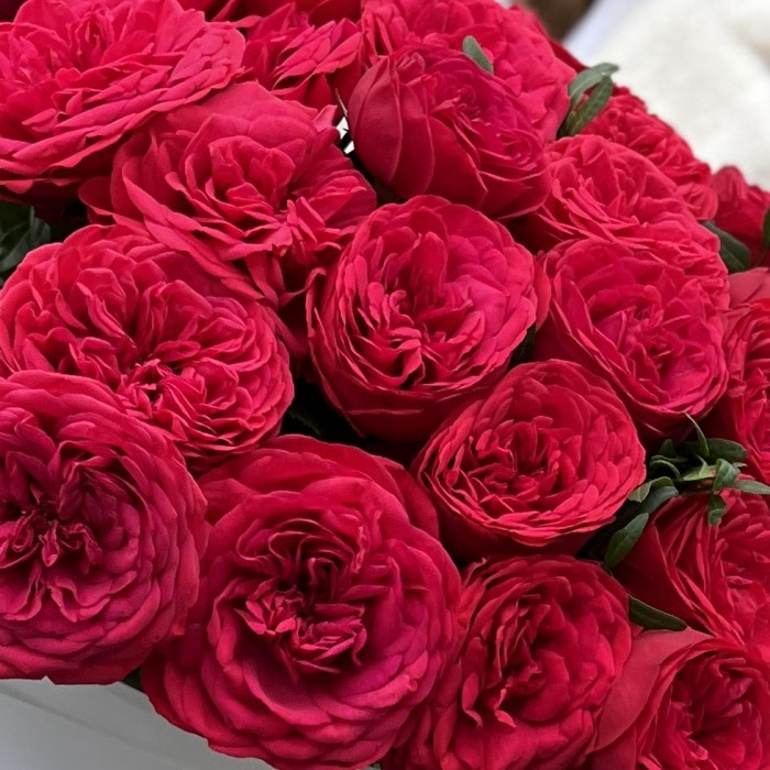 15 красных кустовых пионовидных роз Ред Пиано 60 см