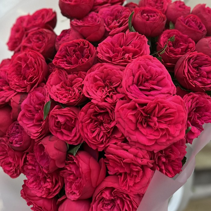 25 красных пионовидных кустовых роз Ред Пиано 40 см