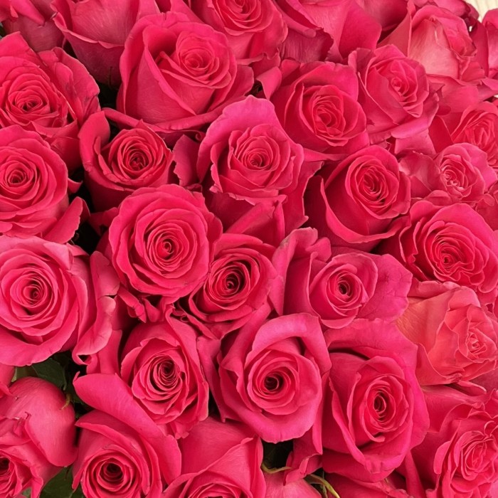 51 розовая роза Пинк Флойд 60 см