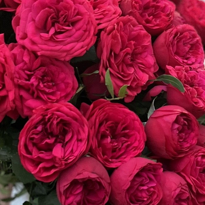 Красные кустовые пионовидные розы Ред Пиано  60 см