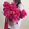 Французская роза Пинк Флойд в кашпо