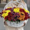 25 кустовых хризантем Яркий Mix в корзине