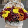 25 кустовых хризантем Яркий Mix в корзине
