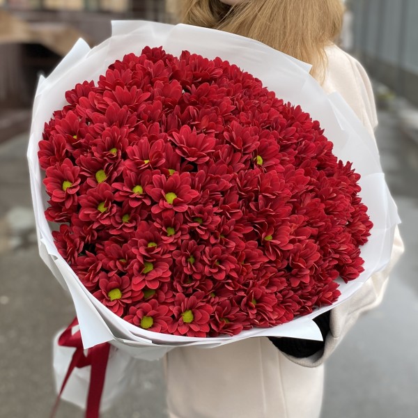 25 бордовых кустовых хризантем Бакарди