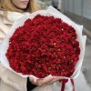 25 бордовых кустовых хризантем Бакарди