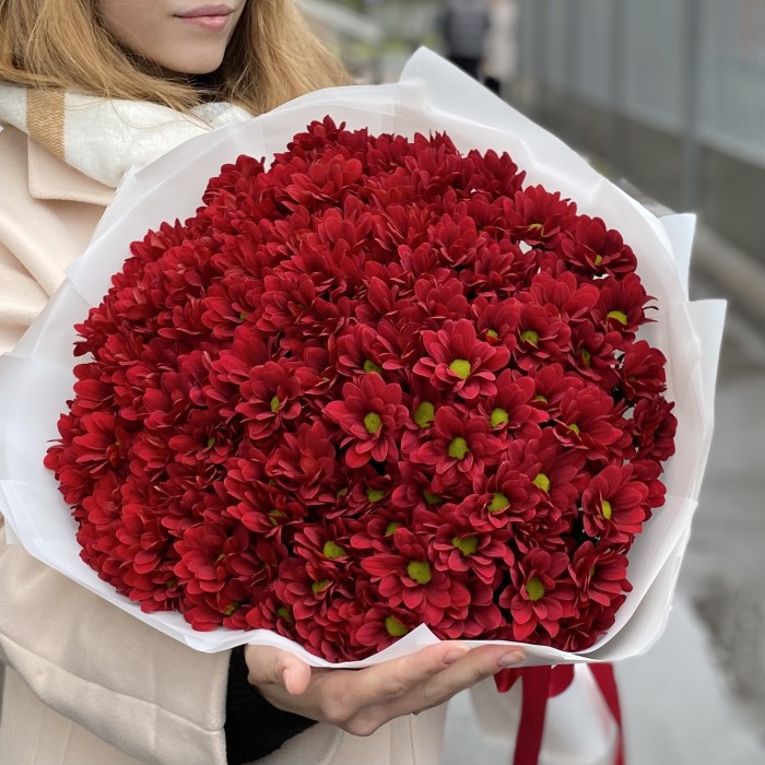 25 бордовых кустовых хризантем Бакарди