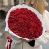 25 бордовых кустовых хризантем Бакарди
