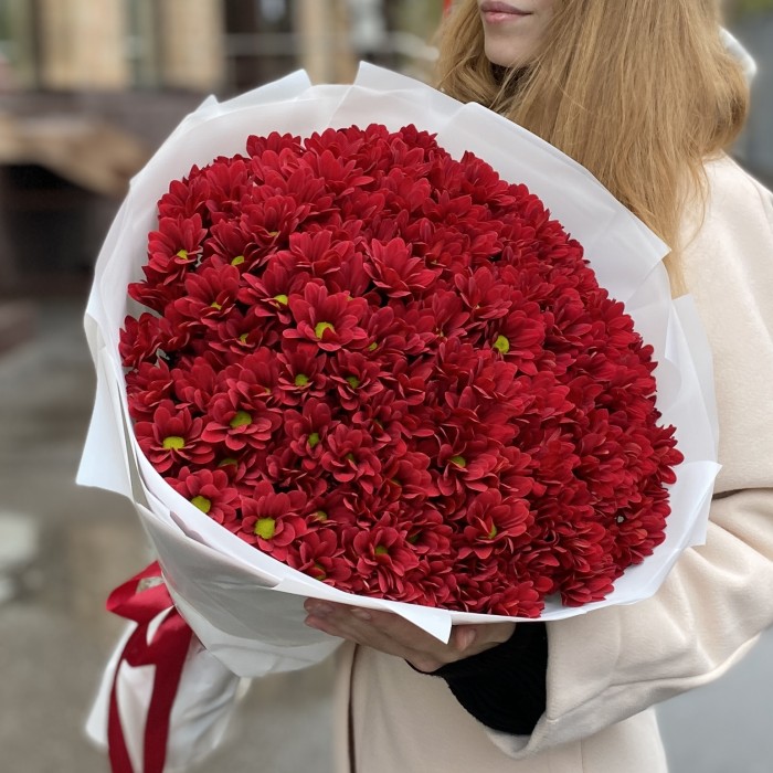 25 бордовых кустовых хризантем Бакарди