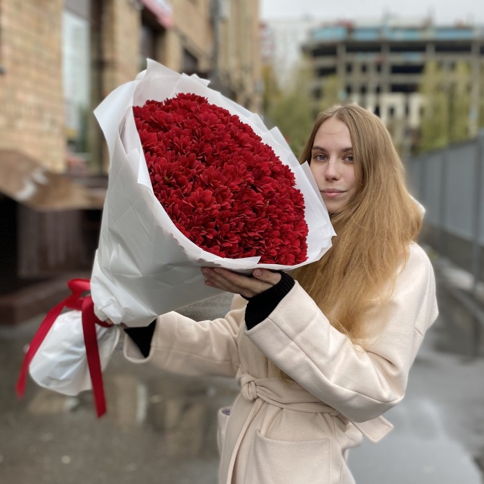 25 бордовых кустовых хризантем Бакарди