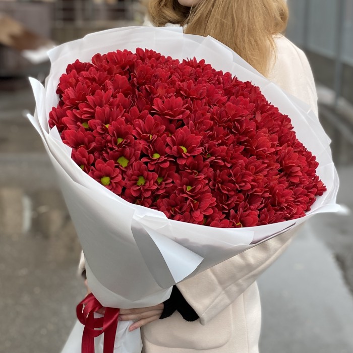 25 бордовых кустовых хризантем Бакарди