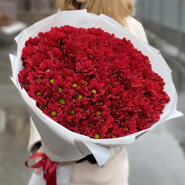 25 бордовых кустовых хризантем Бакарди