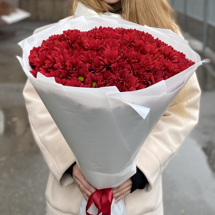 25 бордовых кустовых хризантем Бакарди