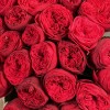 25 красных пионовидных роз Ред Пиано 60 см