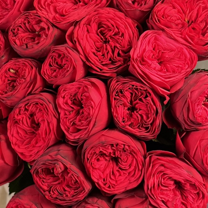 25 красных пионовидных роз Ред Пиано 60 см