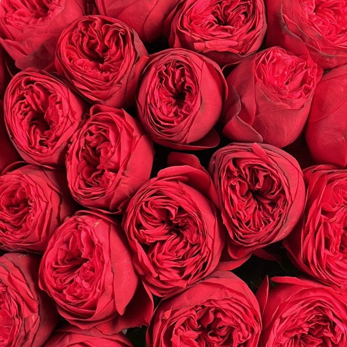 25 красных пионовидных роз Ред Пиано 50 см