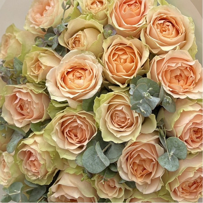 25 кремовых пионовидных роз Гравити с эвкалиптом