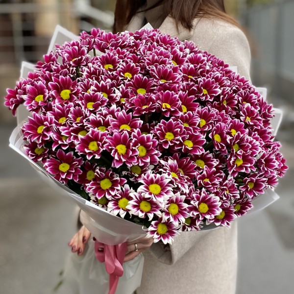 25 кустовых хризантем Хайдар Пинк