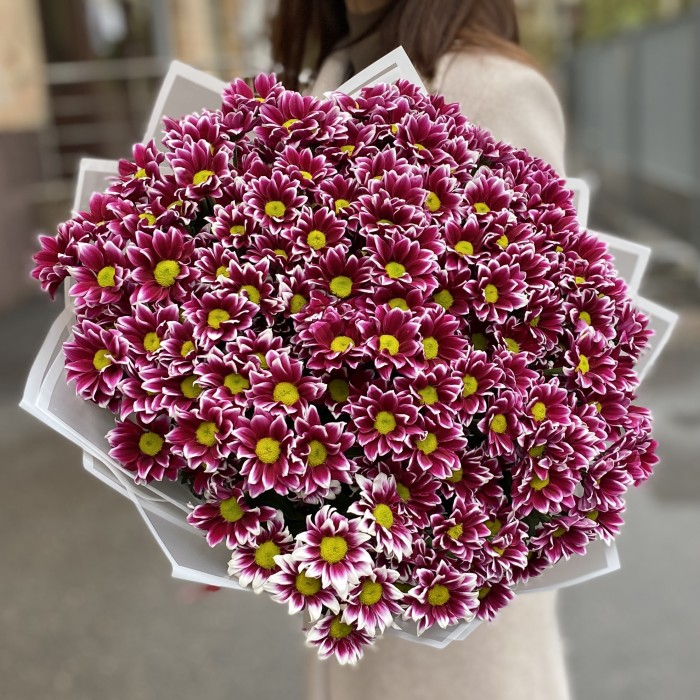 25 кустовых хризантем Хайдар Пинк