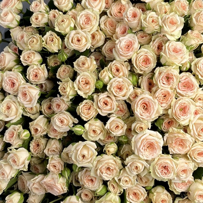 25 кустовых белых роз Сноуфлейк 60 см