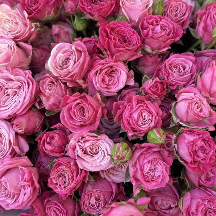 25 кустовых пионовидных роз Леди Бомбастик 50 см