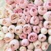 25 кустовых пионовидных роз Мансфилд парк 50 см
