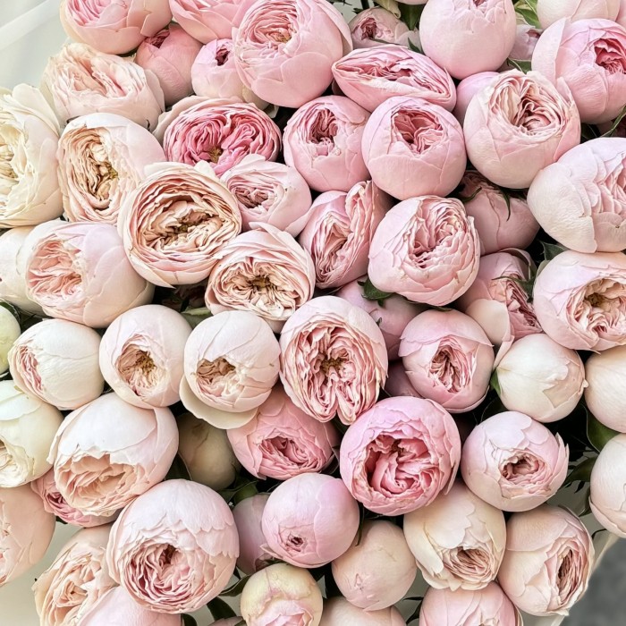 25 кустовых пионовидных роз Мансфилд парк 60 см