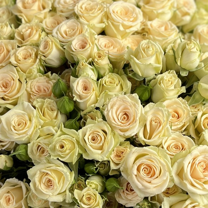 25 кустовых роз Аксана 70 см