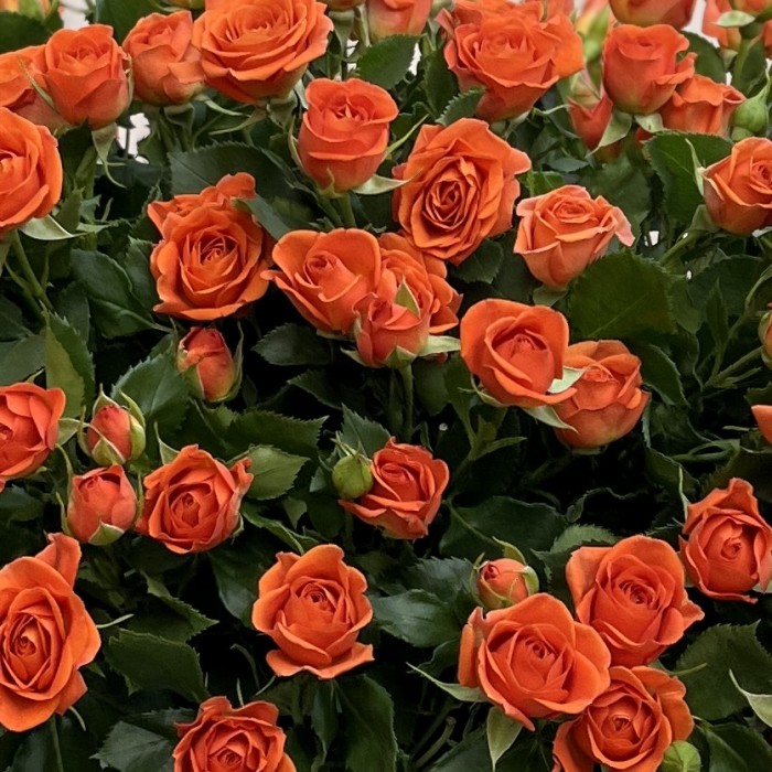 25 кустовых роз Чарминг Бейб в коробке