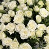 25 белых кустовых роз Сноуфлейк в коробке