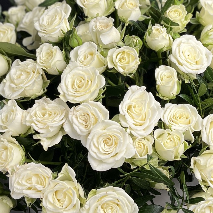 25 белых кустовых роз Сноуфлейк в коробке