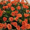 25 оранжевых кустовых роз Чарминг Бейб в корзине