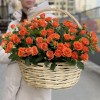 25 оранжевых кустовых роз Чарминг Бейб в корзине