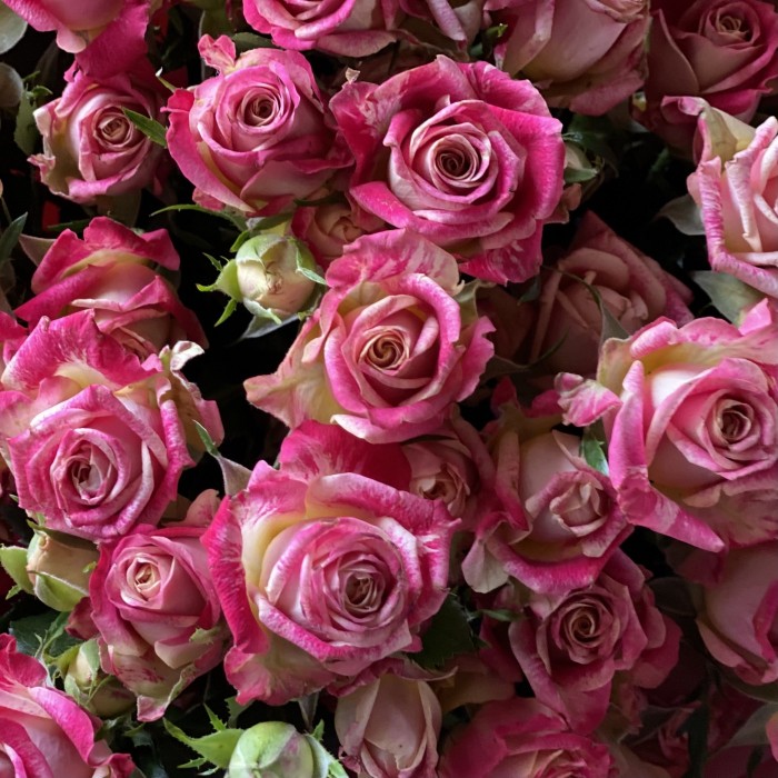 11 кустовых роз Бала