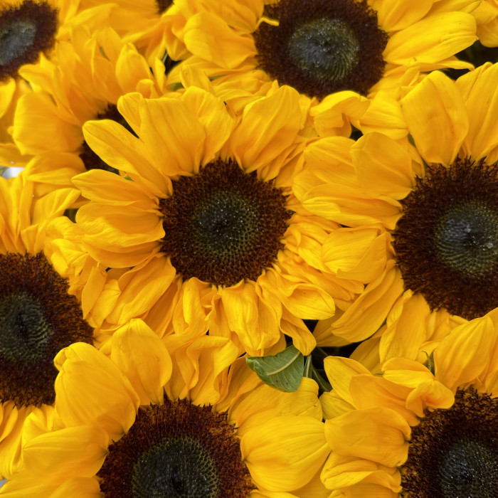 25 подсолнухов в коробке