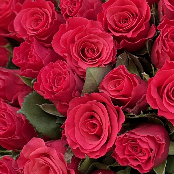 25 роз Такаци 50 см