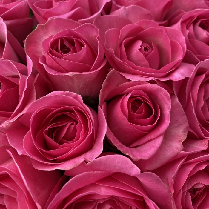 Роза Ревиваль 60 см