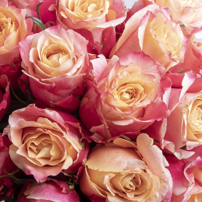 21 роза 3д 60см