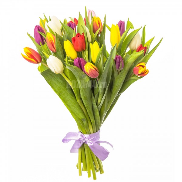 25 разноцветных тюльпанов