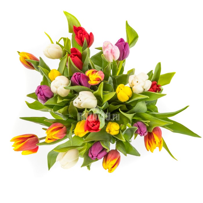 25 разноцветных тюльпанов