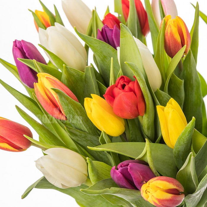 25 разноцветных тюльпанов