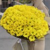 25 желтых кустовых хризантем Бакарди