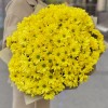 25 желтых кустовых хризантем Бакарди