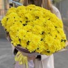 25 желтых кустовых хризантем Балтика